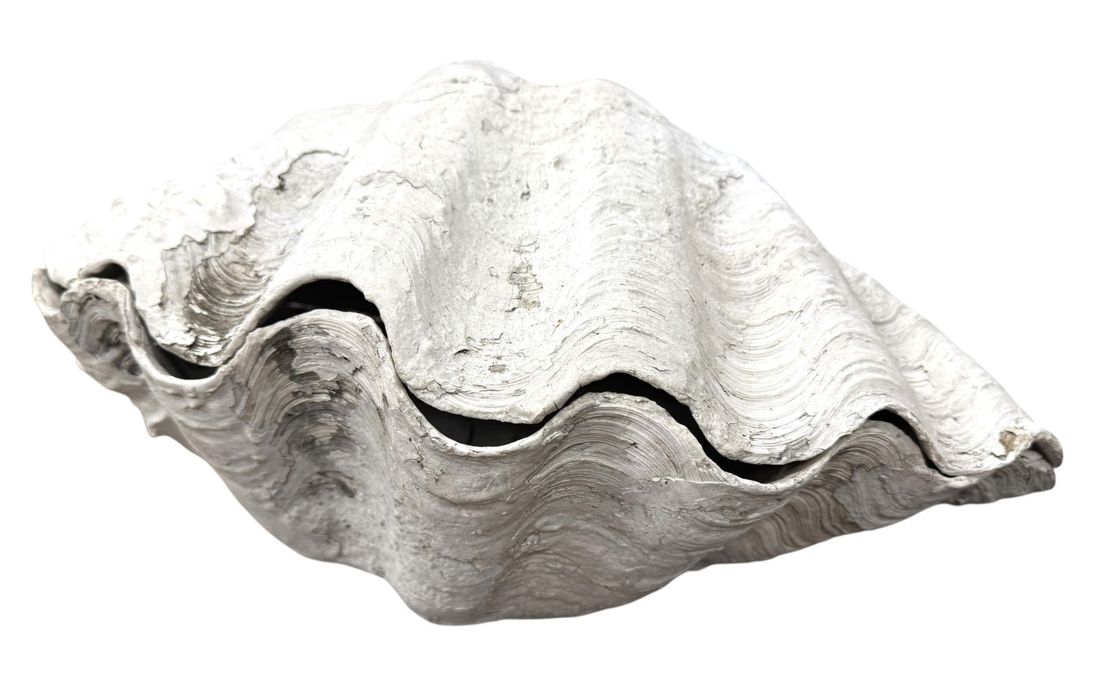 Large Ruffle Edge Clam - 3