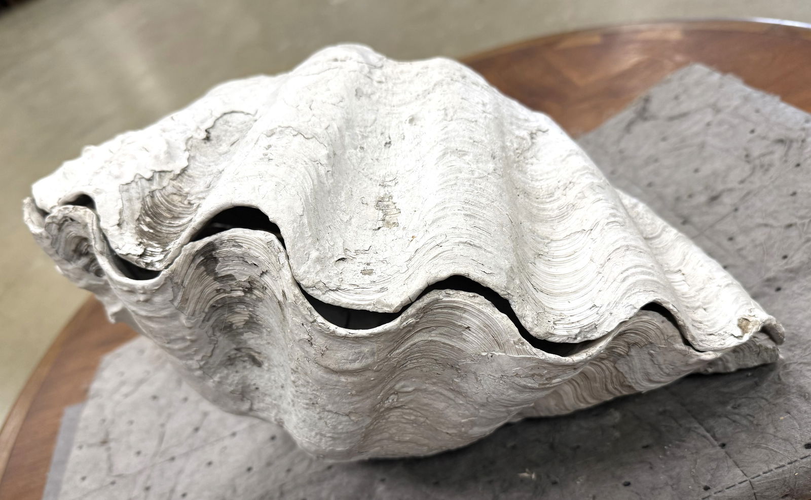 Large Ruffle Edge Clam - 4