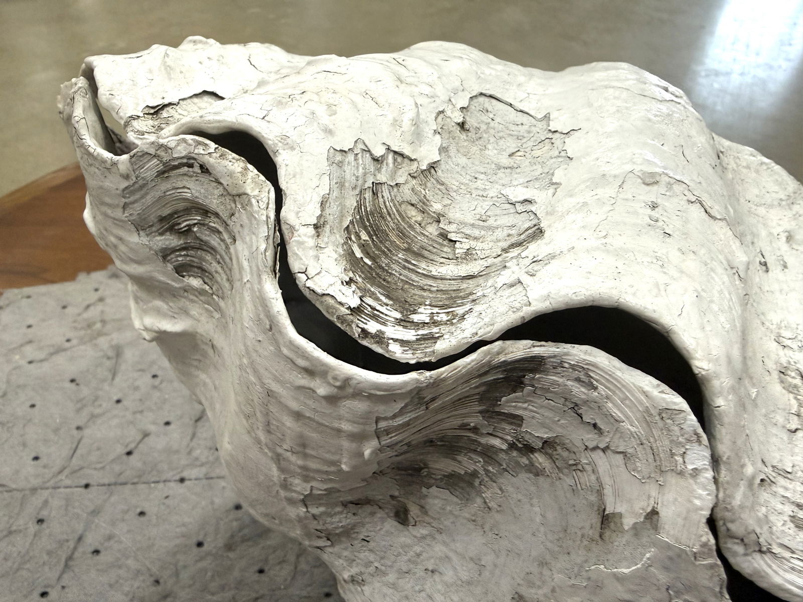 Large Ruffle Edge Clam - 6