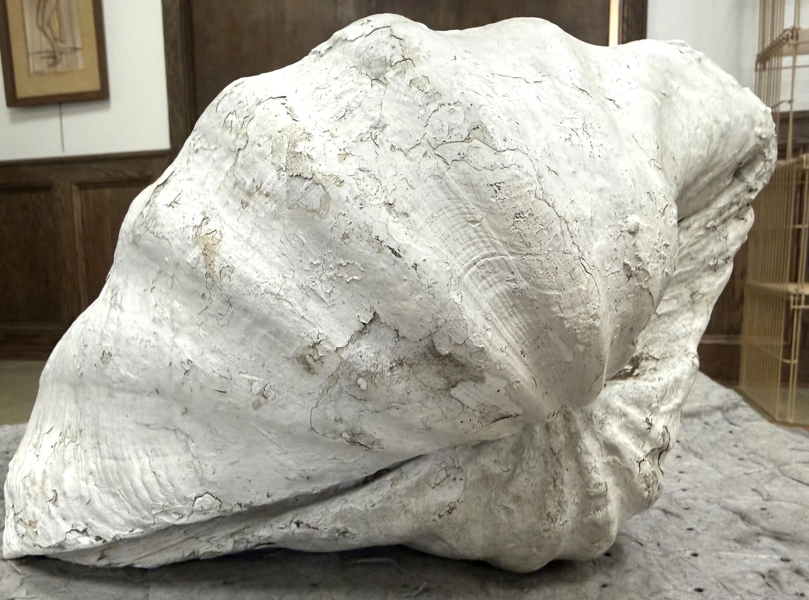 Large Ruffle Edge Clam - 7