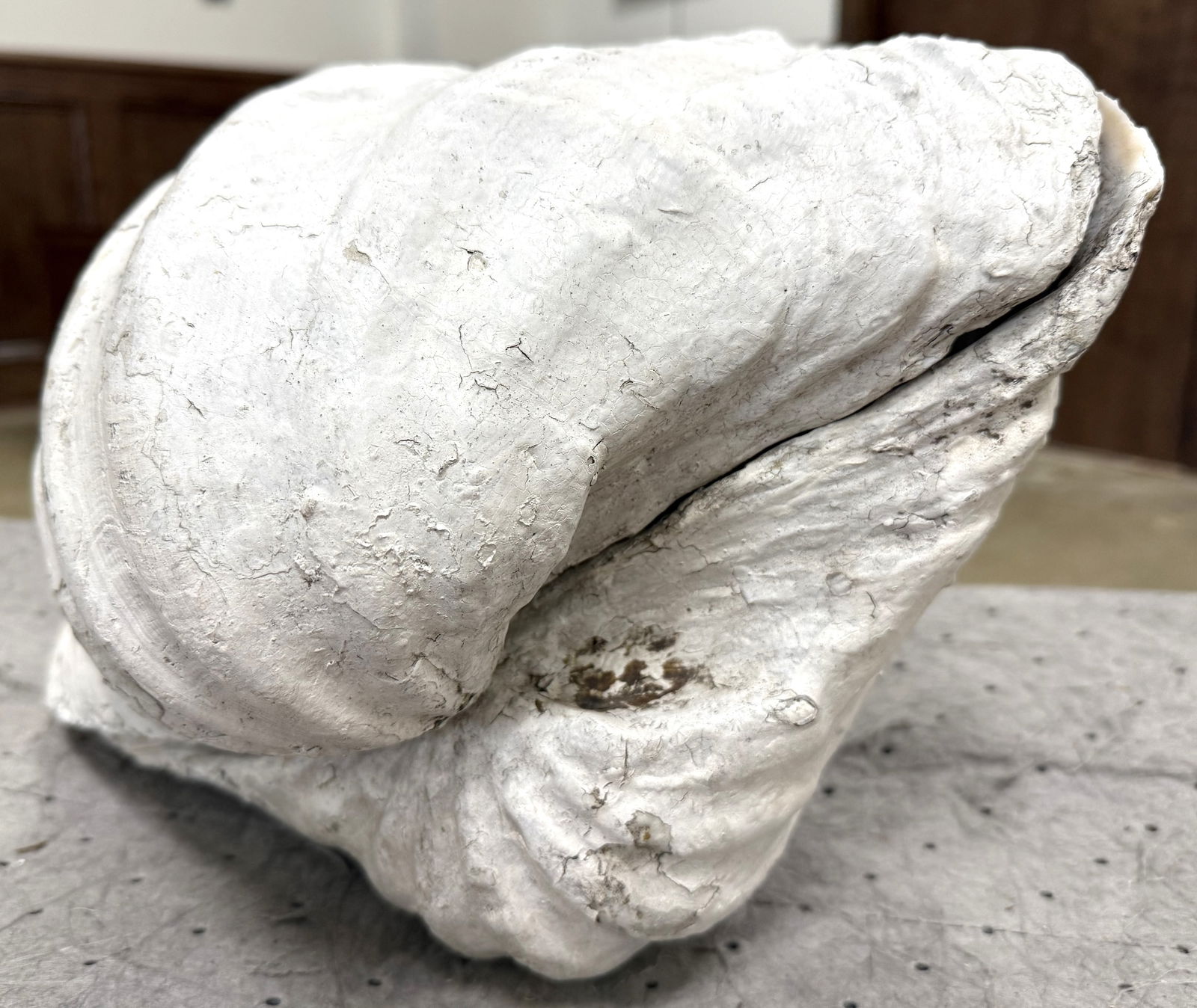 Large Ruffle Edge Clam - 8