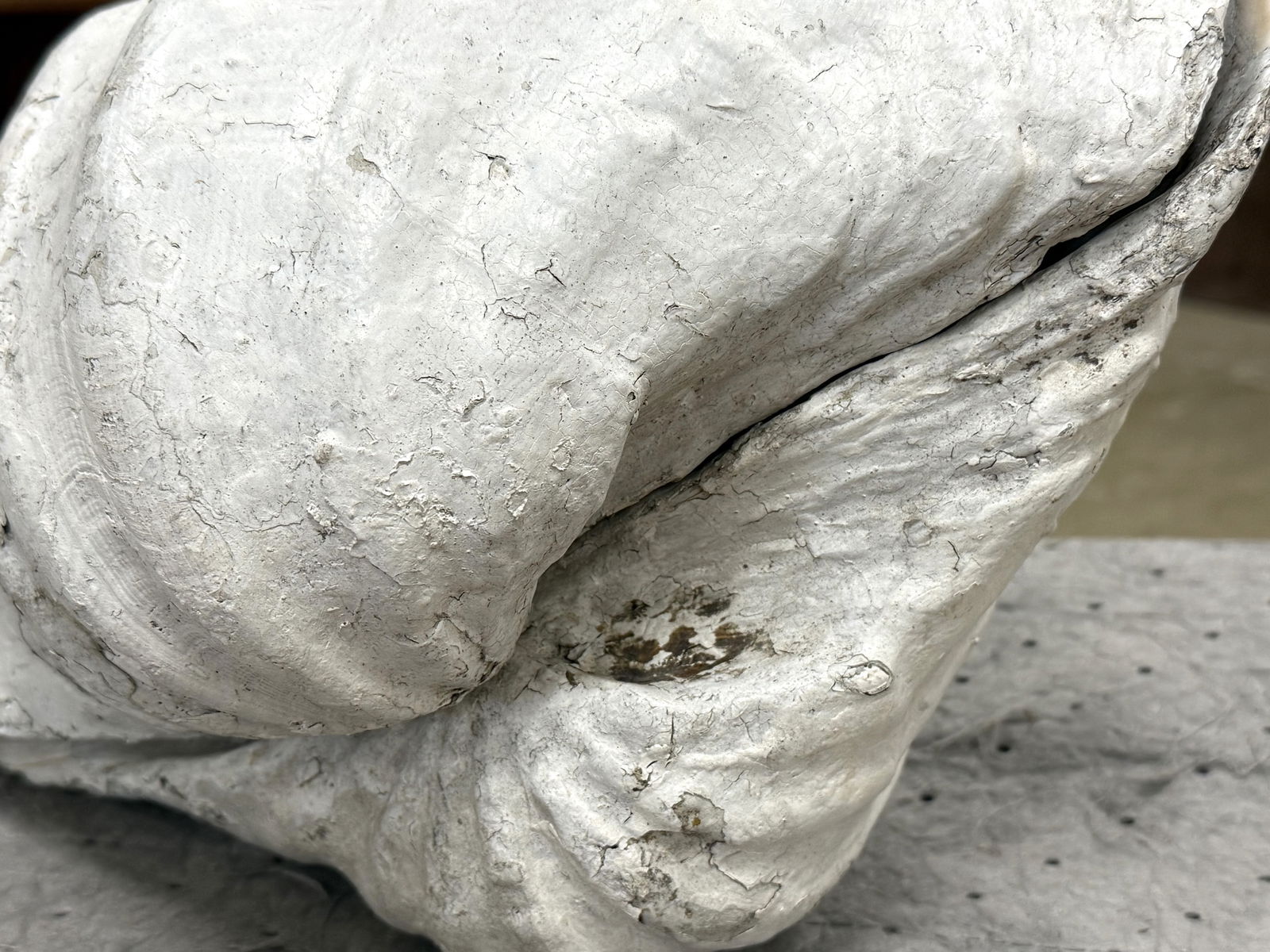 Large Ruffle Edge Clam - 9