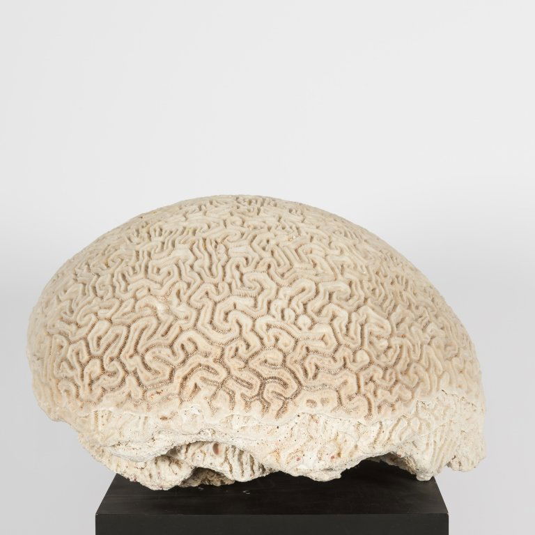 Large Fragment of Brain Coral (1 of 2)