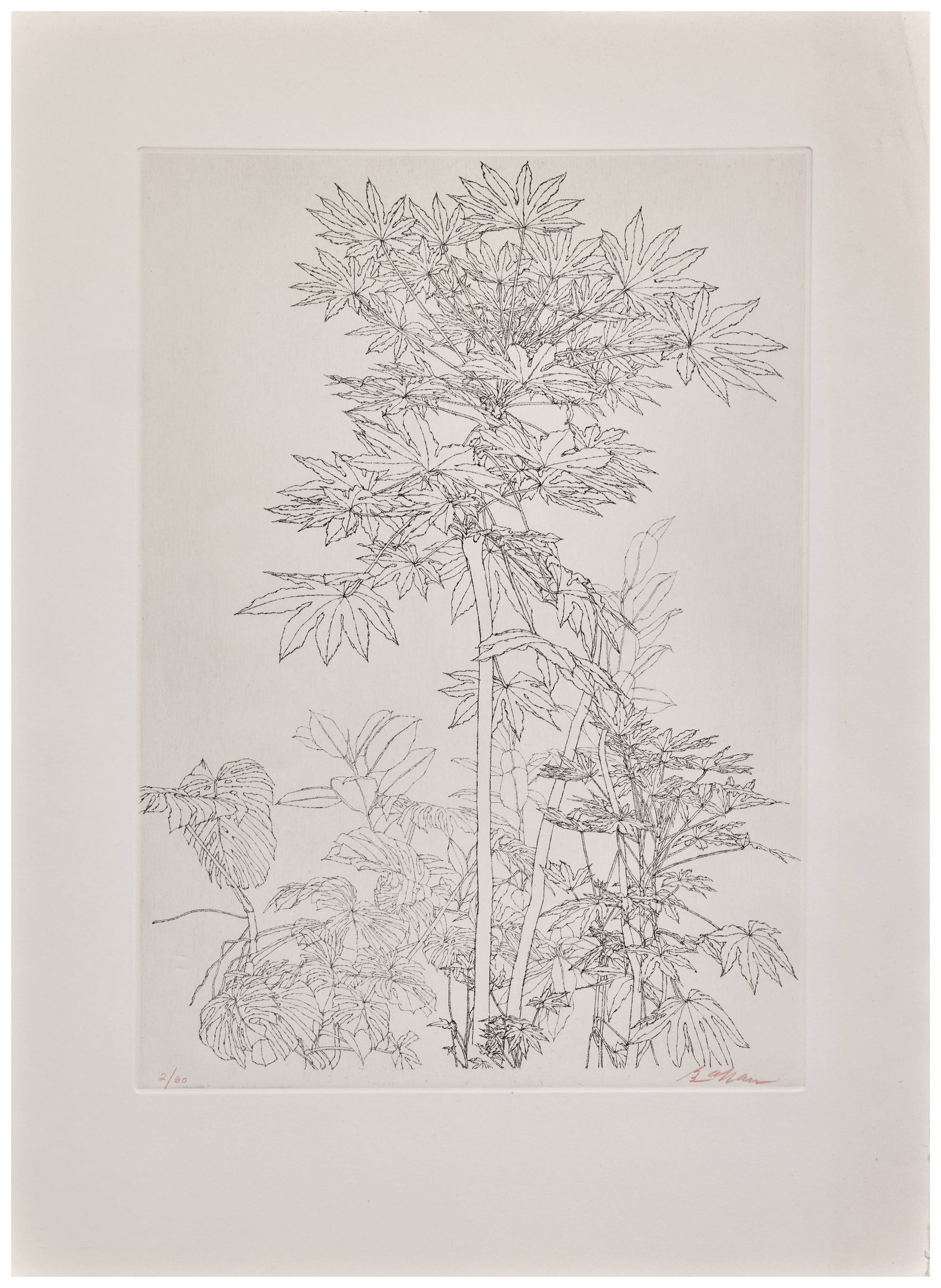 Sam SZAFRAN: Sam SZAFRAN Feuillages - circa 1970 Eau-forte et pointe sèche en noir Signée et numérotée "2/60" au crayon rouge 55 x 40, 3 cm Etching in black; signed and numbered with red