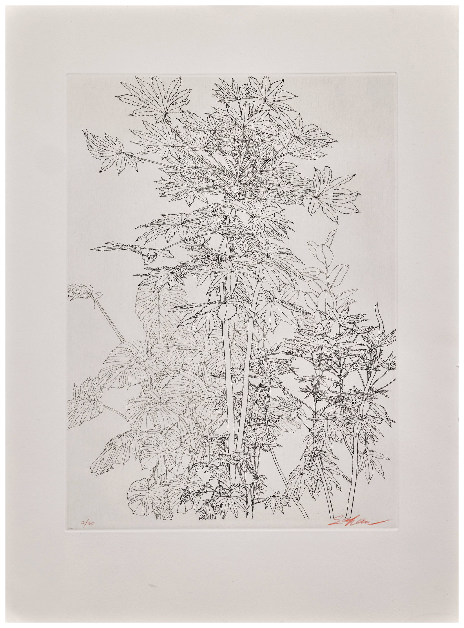 Sam SZAFRAN: Sam SZAFRAN Feuillages - circa 1970 Eau-forte et pointe sèche en noir Signée et numérotée "2/60" au crayon rouge 55 x 40, 3 cm Etching in black; signed and numbered with red