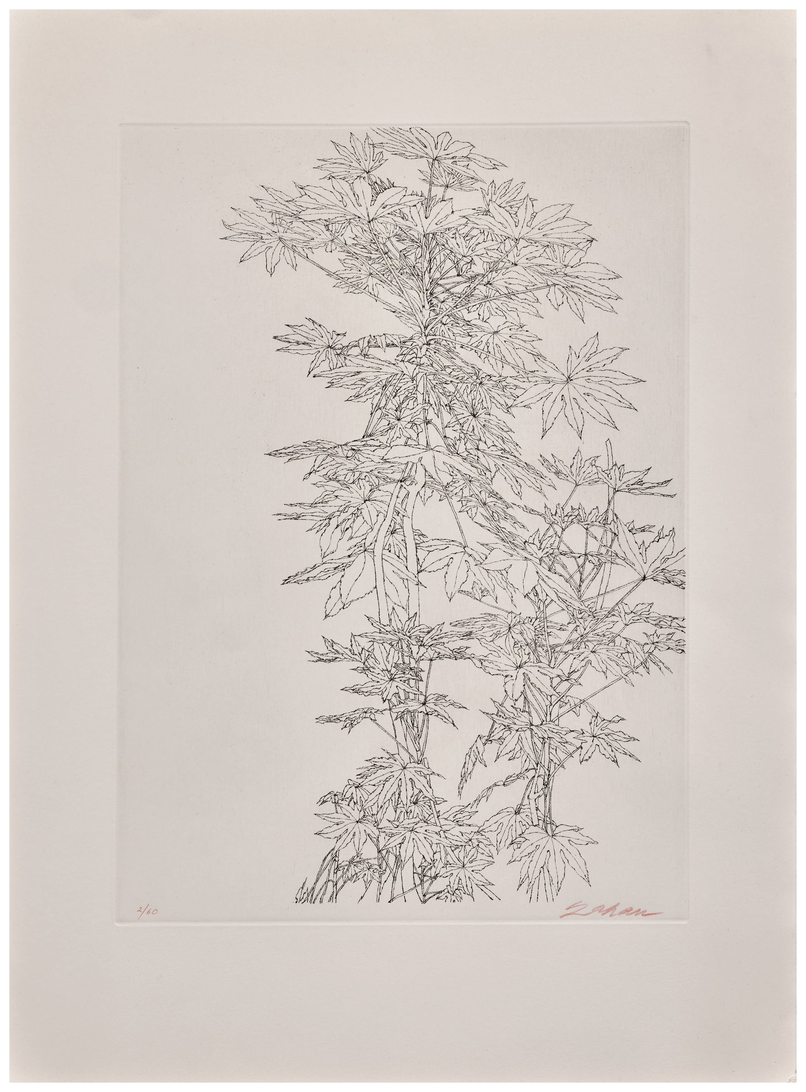 Sam SZAFRAN: Sam SZAFRAN Feuillages - circa 1970 Eau-forte et pointe sèche en noir Signée et numérotée "2/60" au crayon rouge 55 x 40, 3 cm Etching in black; signed and numbered with red