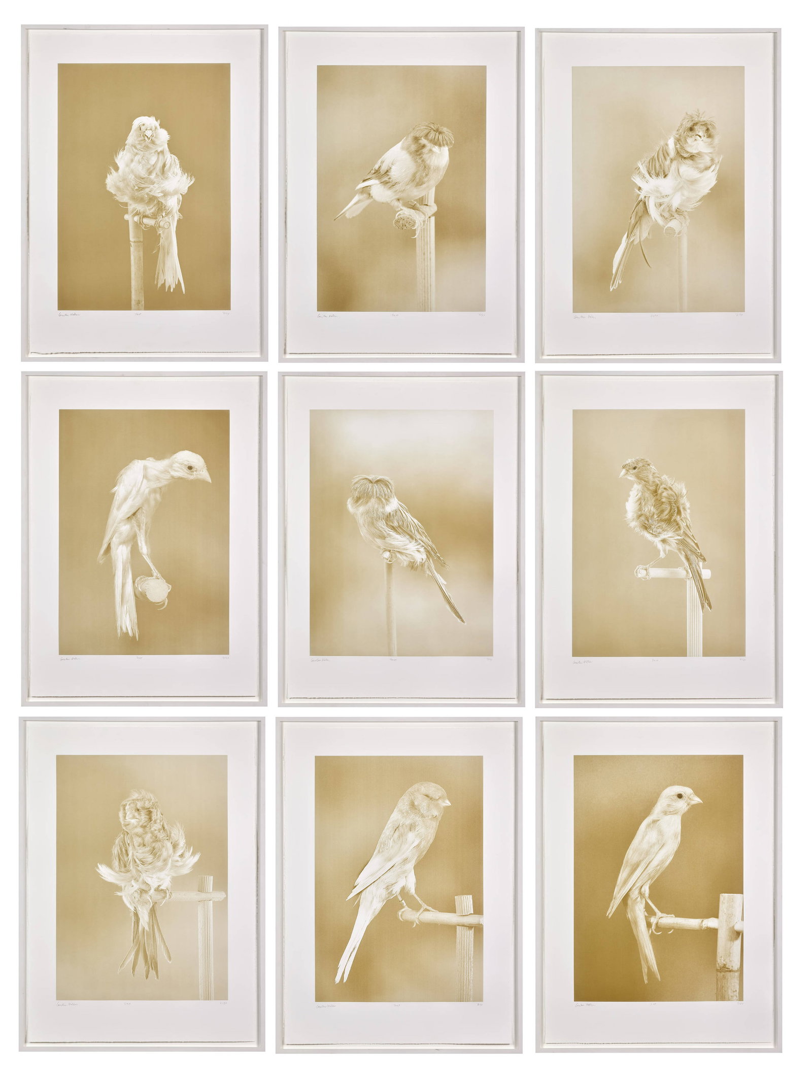 Carsten HÖLLER: Carsten HÖLLER Canaries - 2009 Le set complet de 9 photogravures en couleurs Chacune signée, datée et numérotée "7/24" Édition à 24 exemplaires + 6