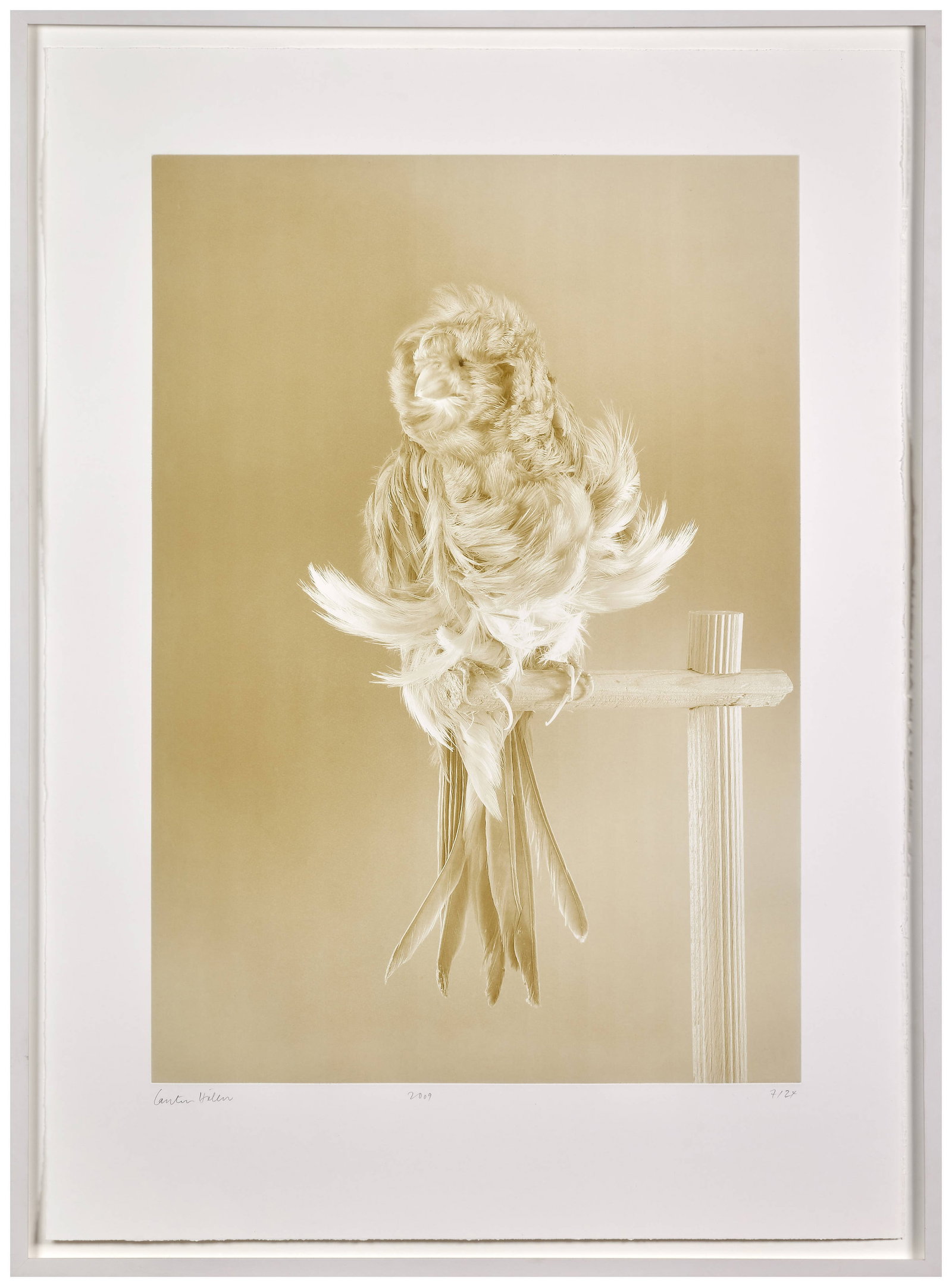 Carsten HÖLLER - 2