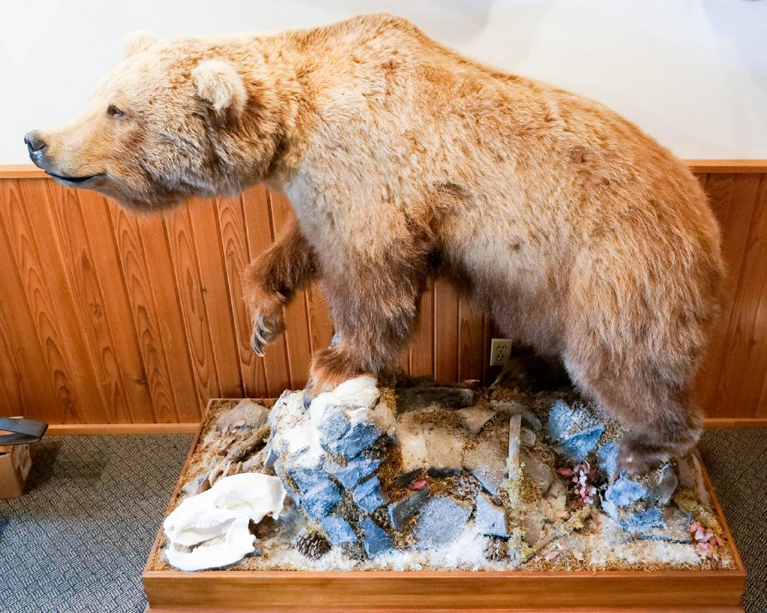 Alaska Brown Bear Full Mount: Alaska Brown Bear full mount. Harvested in 2004. Measures approximately 60" x 66" x 30". Special shipping terms: this item requires shipping by an outside shipper. For medium and larger mounts, they a