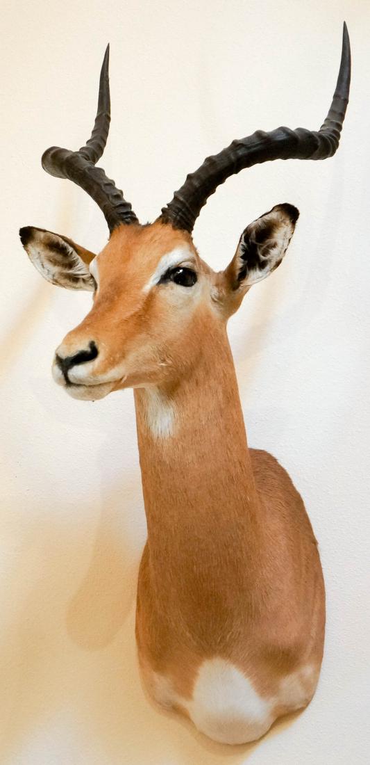 Impala Shoulder Mount: Impala shoulder mount. Harvested in South Africa, 1999. Measures approximately 34" x 21" x 12". Special shipping terms: this item requires shipping by an outside shipper. For medium and larger mounts,