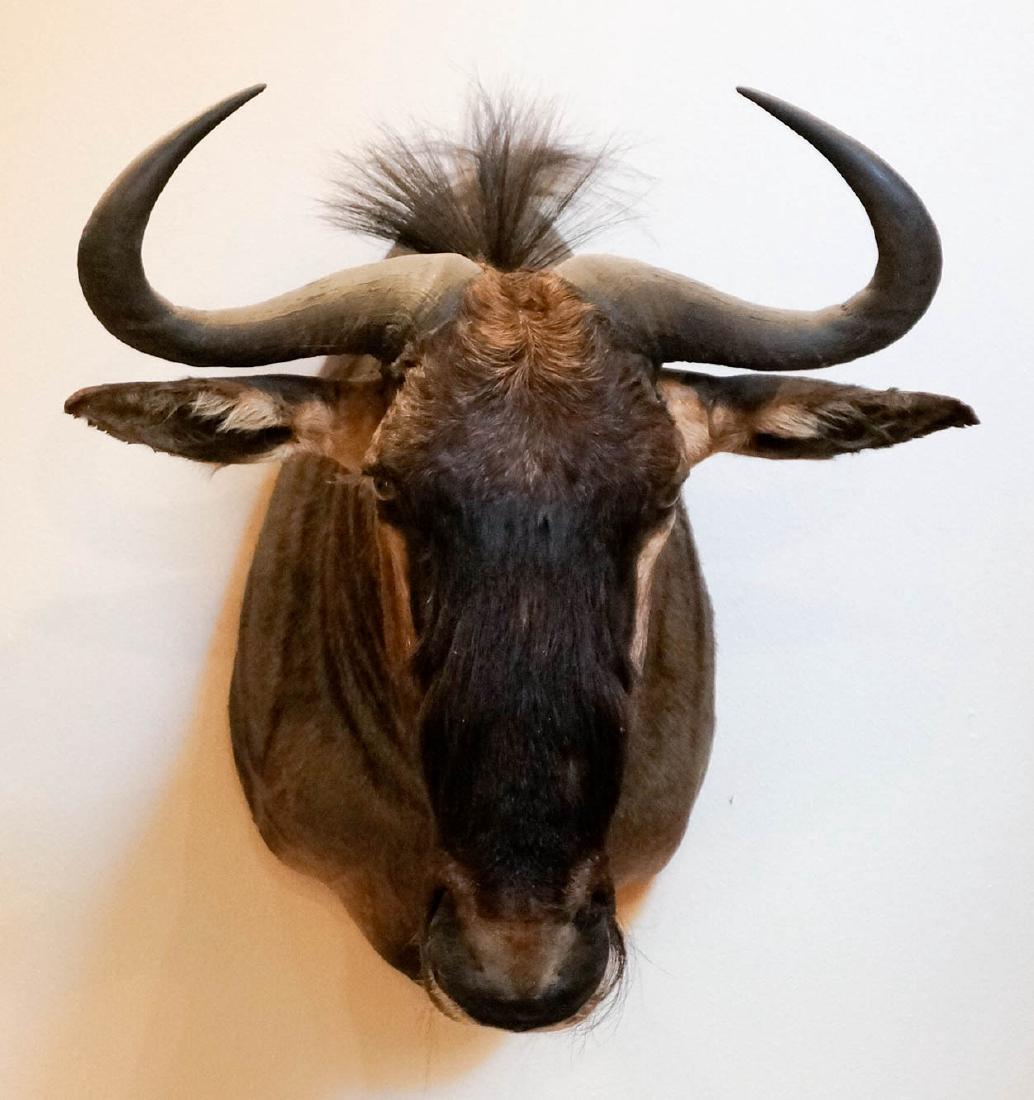 Blue Wildebeest Shoulder Mount: Blue Wildebeest shoulder mount. Harvested in South Africa, 1999. Measures approximately 28" x 24" x 22". Special shipping terms: this item requires shipping by an outside shipper. For medium and large
