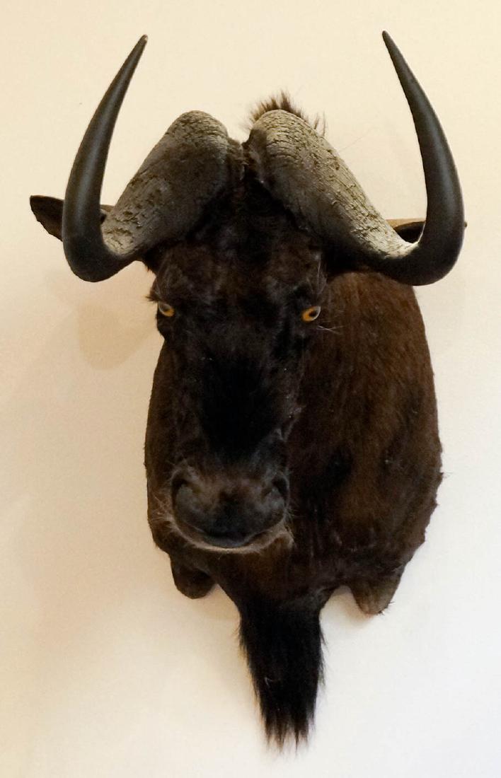 Black Wildebeest Shoulder Mount: Black Wildebeest shoulder mount. Harvested in South Africa, 2002. Measures approximately 24" x 24" x 16". Special shipping terms: this item requires shipping by an outside shipper. For medium and larg