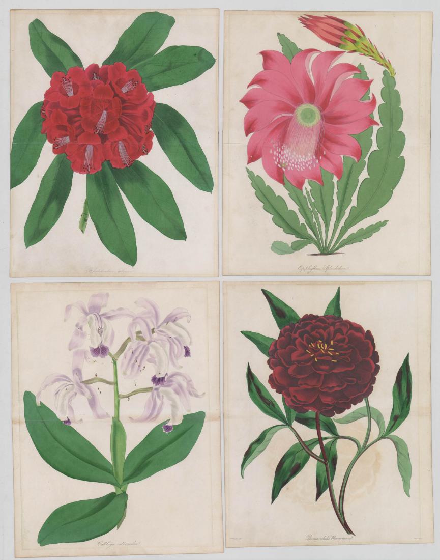 Paxton's Magazine Botanical Prints 1834-1838 (1 of 5)