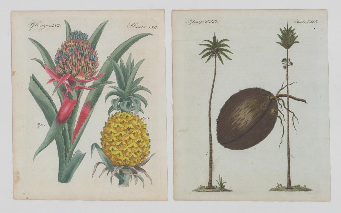 Pair of Antique Colored Botanical Etchings (1 of 2)