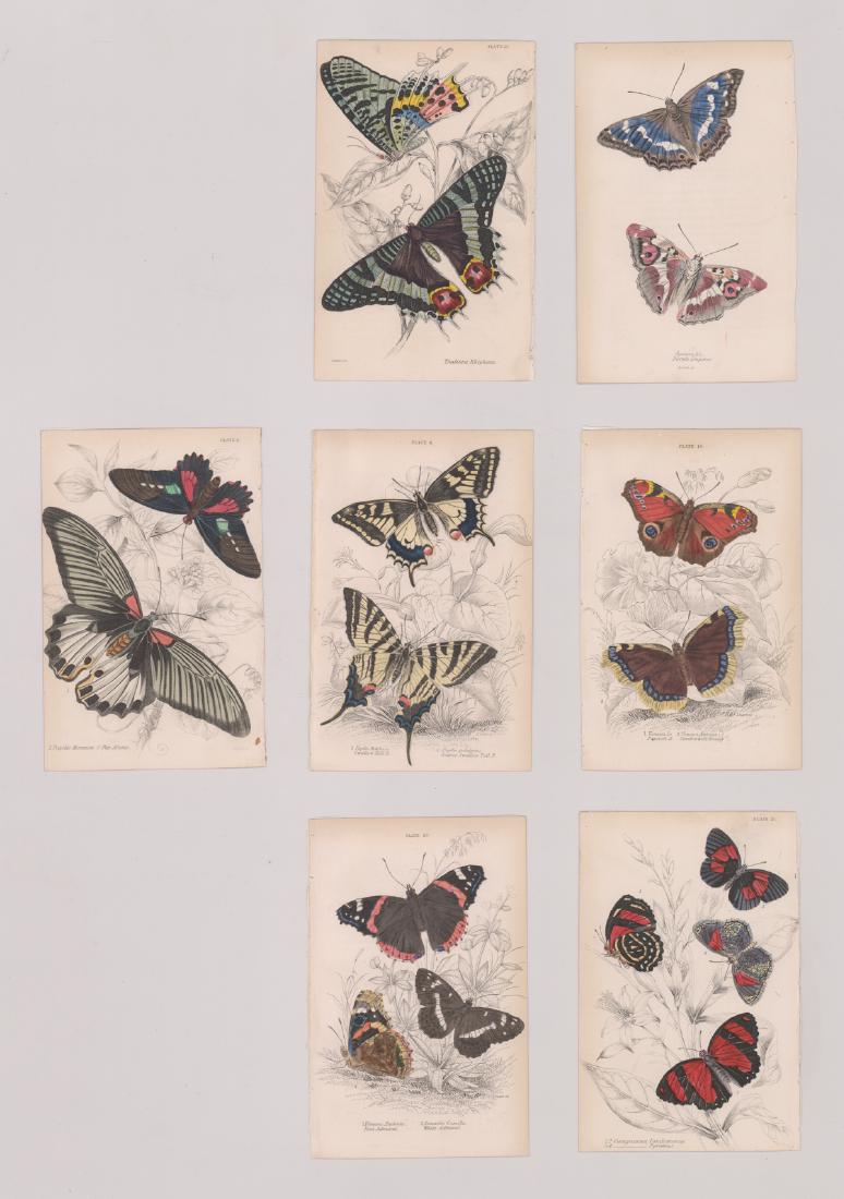 W. H. Lizars "Butterflies" Illustrations (7) 1832 (1 of 3)