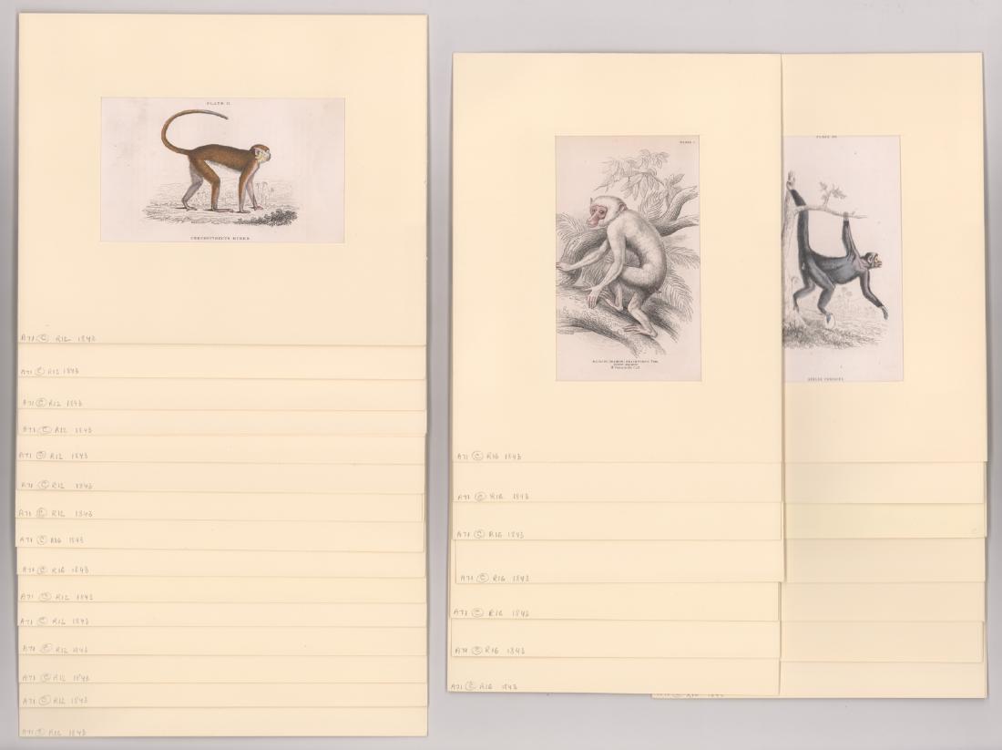 [31] Book Plates of Various Monkeys & Other c.1843: Thirty-one book plates of various monkeys and other mammals. The dates 1843 are written on covers of folio. Unverified artists and engravers. All have plate numbers, artists name, scientific name, and