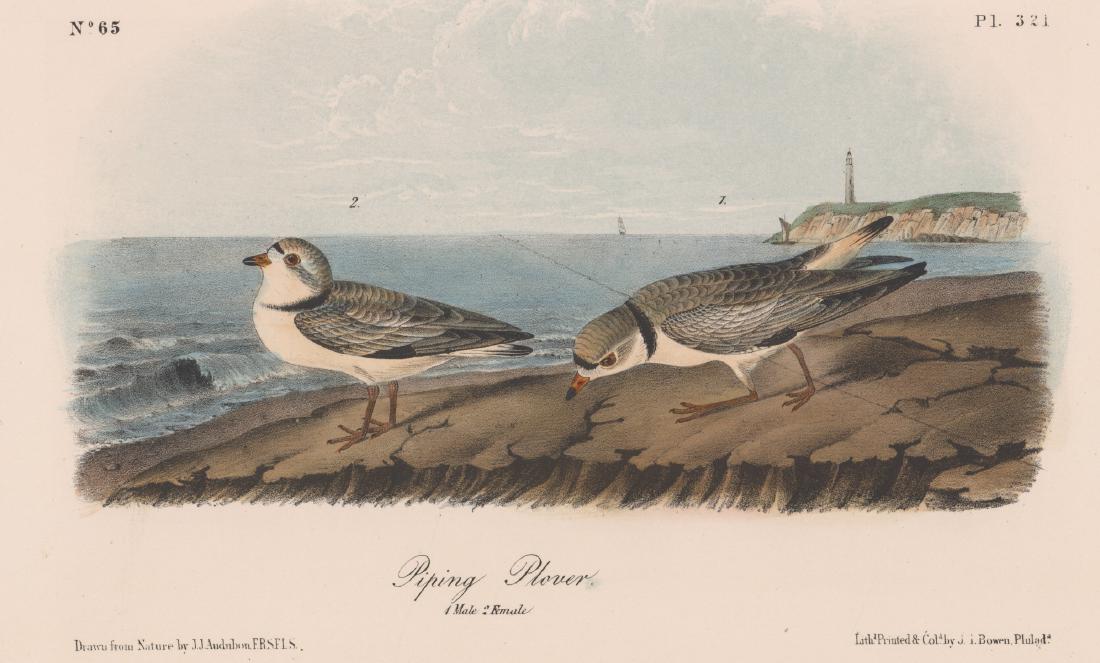 John James Audubon Bird Print (1 of 3)