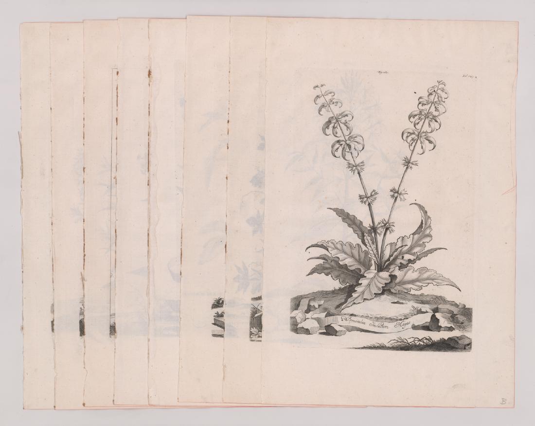 Munting Botanical Prints Group of Eight 1702 (1 of 5)
