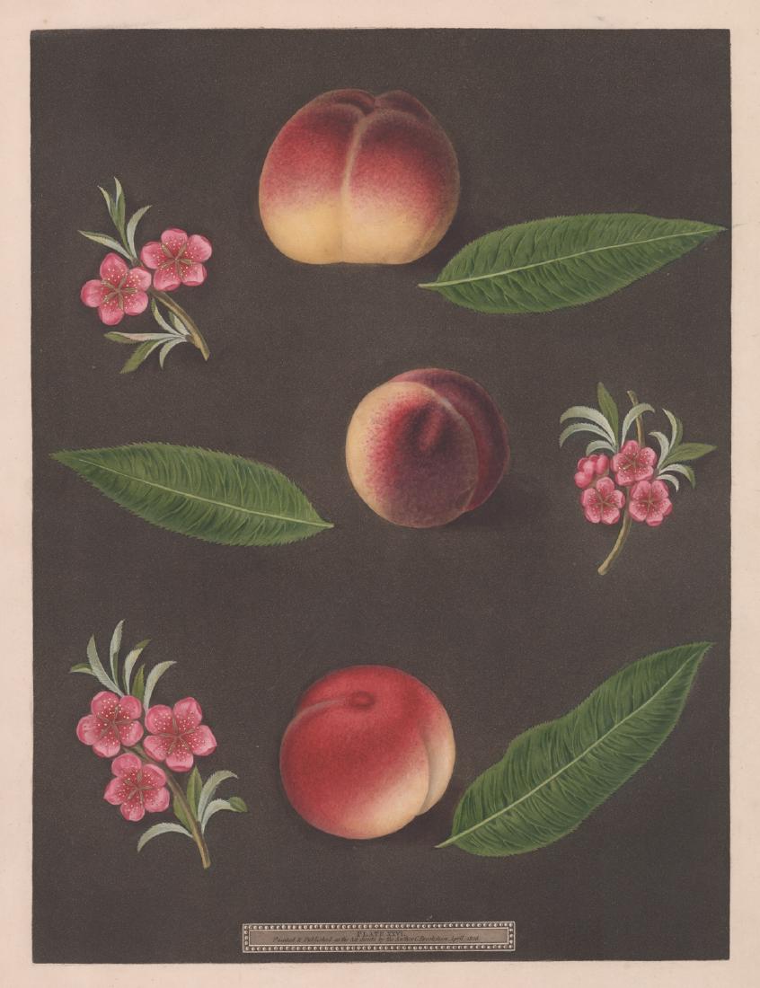 Pomona Britannicaa Engraving by George Brookshaw: Book plate engraving from "Pomona Britannicaa" by George Brookshaw, London, 1804-1812. This book was known for its engravings with original hand-coloring. Included here is Plate XXVI. Plate number and