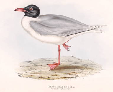 An Antique Bird Print by J & E Gould: An antique hand-colored bird print by John & Elizabeth Gould. "Xema melanocephalus (Boje)" (Black Headed Gull) printed lower center. Statement "Drawn from Nature & on Stone by J & E. Gould" stamped lo