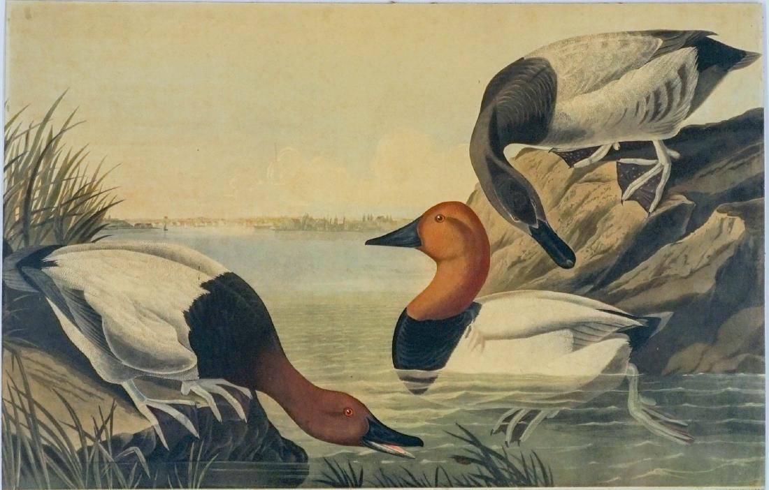 After John James Audubon, Havell edition print (1 of 4)