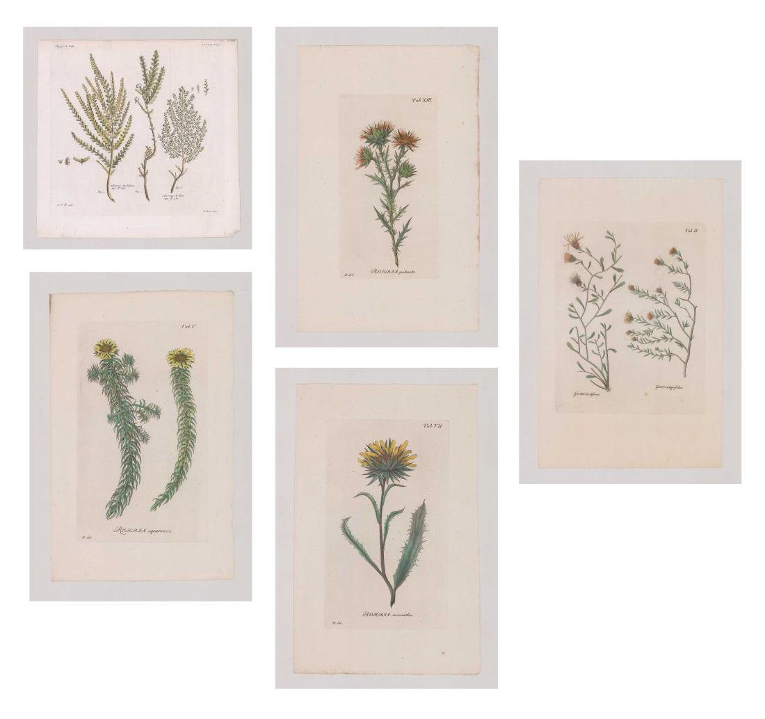 Group of Antique Botanical Prints (1 of 6)
