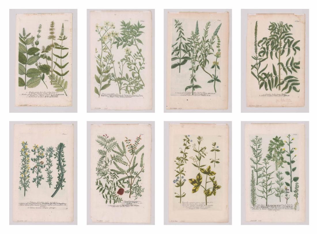 Group of Eight Weinmann Botanical Prints Ca.1739 (1 of 9)
