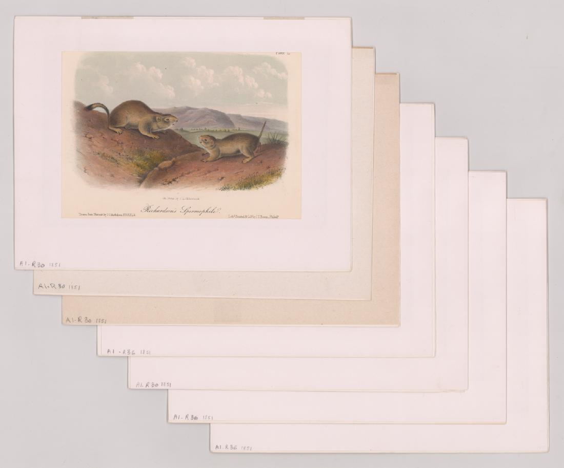 Ca.1851 Audubon Prints of Animals (1 of 4)