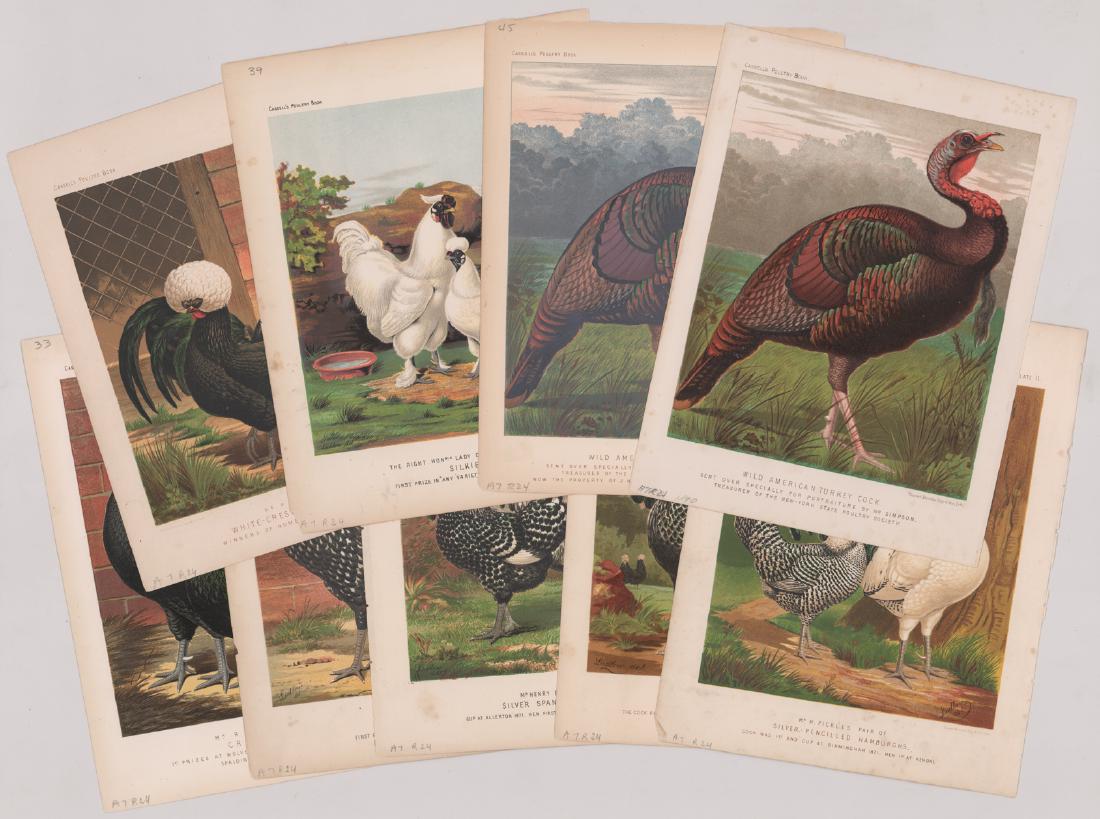 Antique Prints 'Illustrated Book of Poultry' (9) (1 of 4)