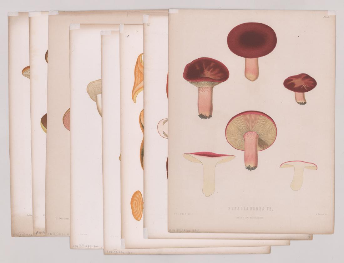 1860 E. Fries Mushroom prints (8) (1 of 5)