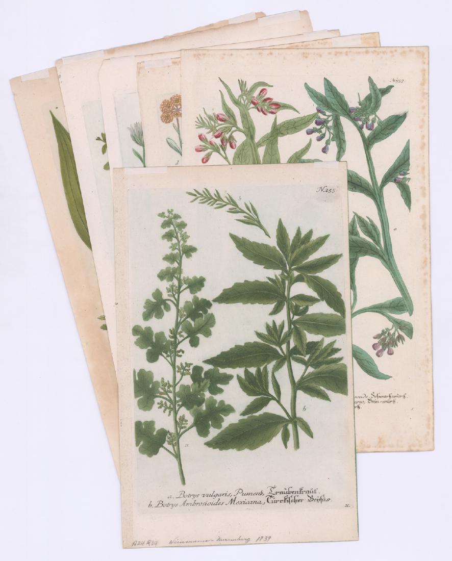 1736 - 1748 Johann Georg Weinmann Botanical (6) (1 of 4)