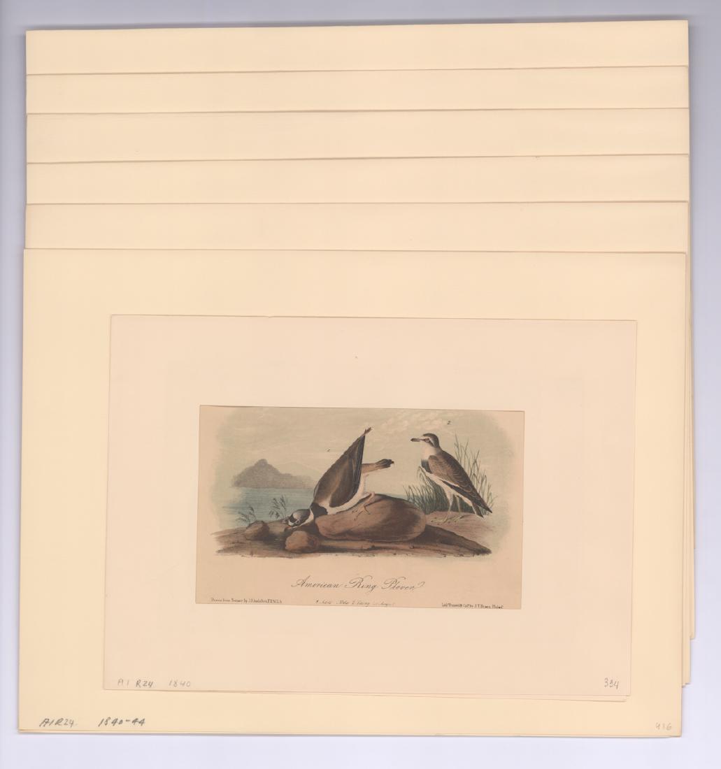 19th C. Audubon Bird Prints (7) (1 of 5)
