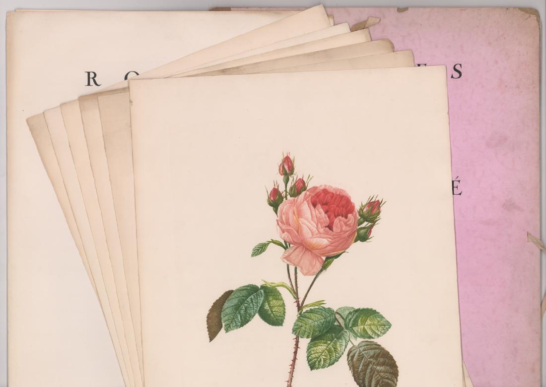 Roses and Bouquets Etchings by P. J. Redoute (6) (1 of 7)