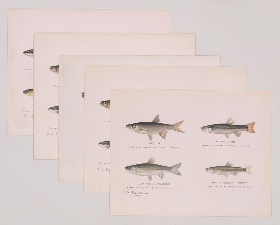 1856-1937 Fish Prints by Denton (6) (1 of 4)