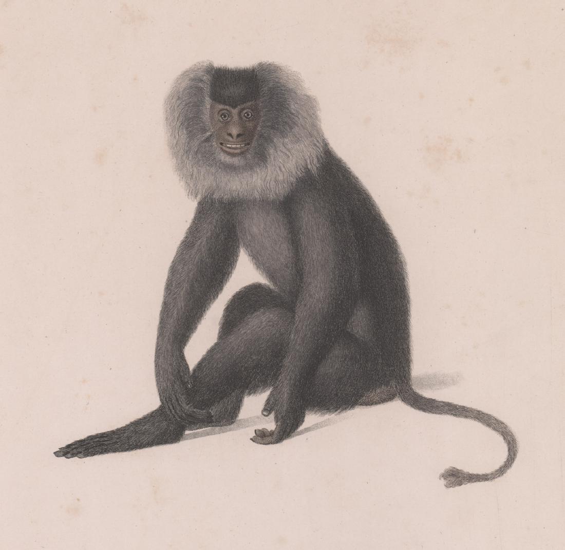 J.B. Audebert 1st Original Copperplate Engraving: Jean Baptiste Audebert (French 1759 – 1800) first original and rare hand colored copper engraving. From the 'Histoire Naturelle des Singes et des Makis', Paris 1798-1799. Plate 3eme, title 'Audebert