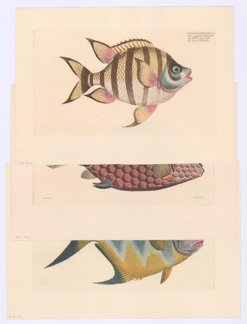 Hand-Colored Fish Prints (3) (1 of 4)