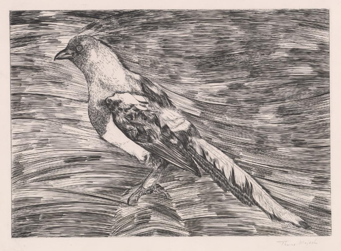 Thomas Majeski Signed Etching [Bird] (1 of 4)