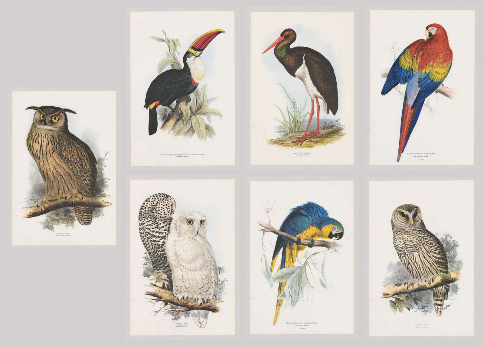 Edward Lear Lithographs [Birds]: Seven Edward Lear (UK, Italy 1812 - 1888) 20th century lithographs in colors. Bird prints included are: 'Snowy Owl', 'Macrocercu Ararauna (Blue & Yellow Macaw)', 'Eagle Owl', 'Barred Owl', 'Macrocercu