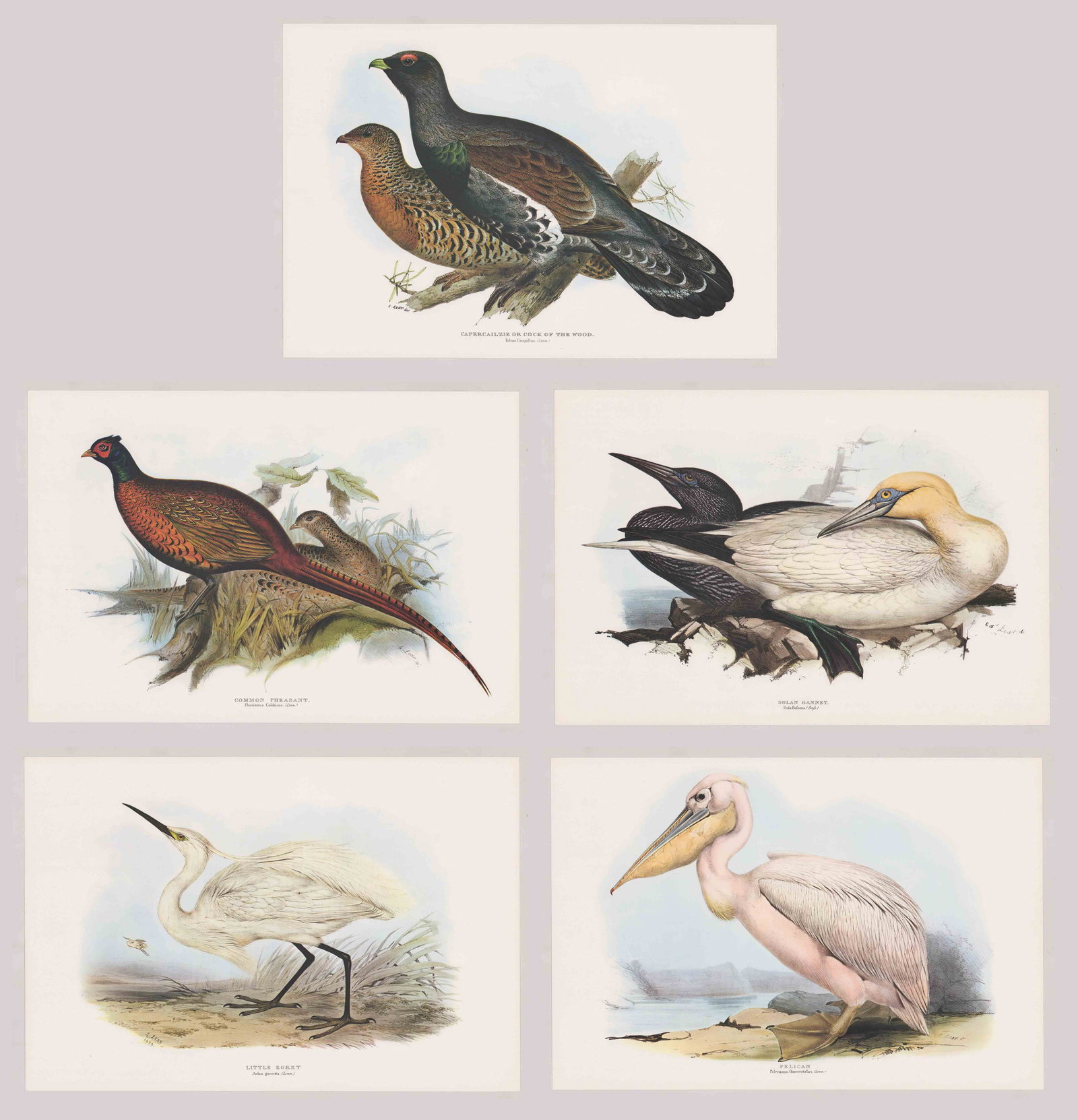 Edward Lear Lithographs [Birds]: Five Edward Lear (UK, Italy 1812 - 1888) 20th century lithographs in colors. Bird prints included are: 'Pelican', 'Solan Gannet', 'Common Pheasant', Little Egret' and 'Capercailzie or Cock of the Wood