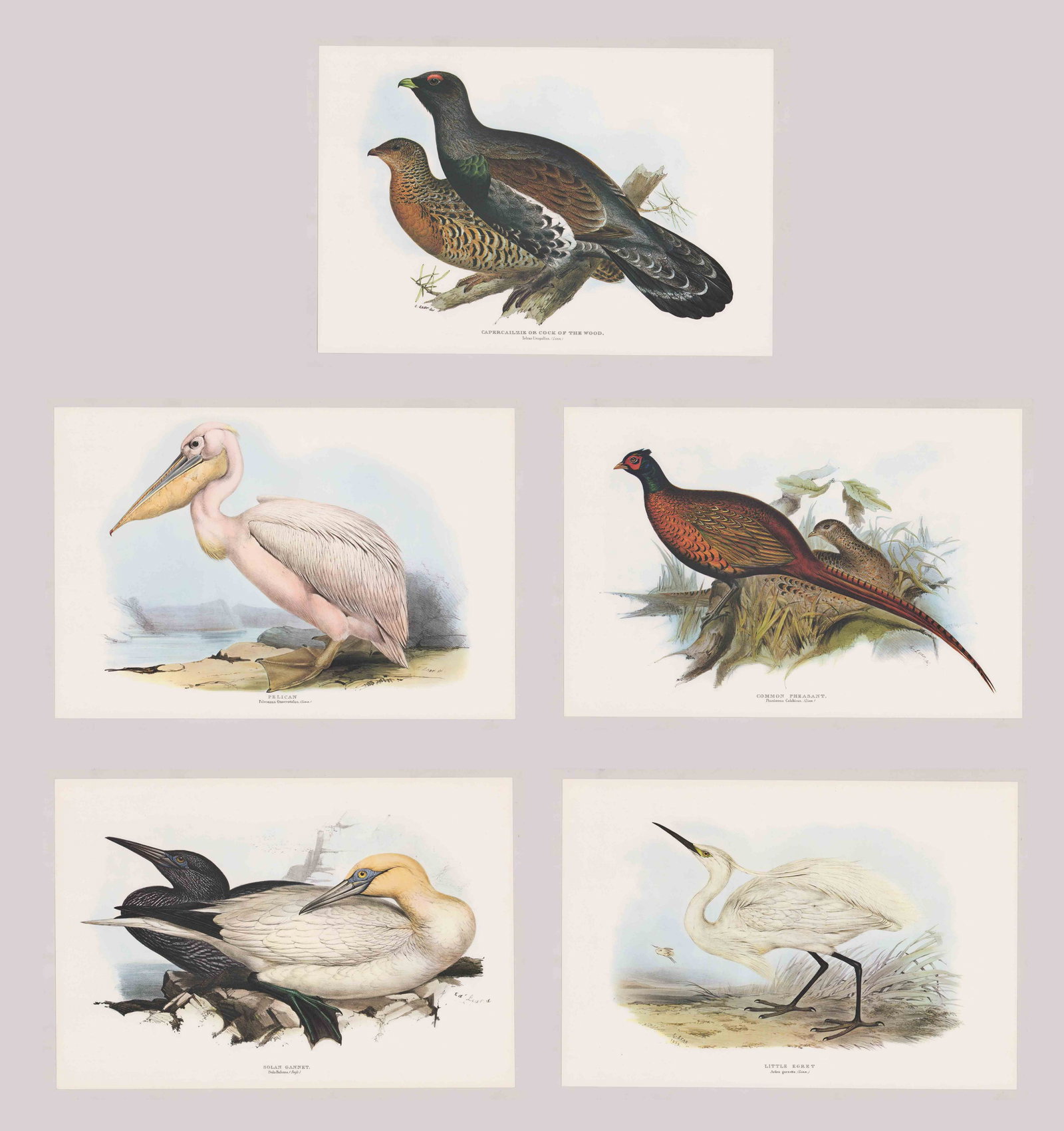 Edward Lear Lithographs [Birds]: Five Edward Lear (UK, Italy 1812 - 1888) 20th century lithographs in colors. Bird prints included are: 'Pelican', 'Solan Gannet', 'Common Pheasant', Little Egret' and 'Capercailzie or Cock of the Wood