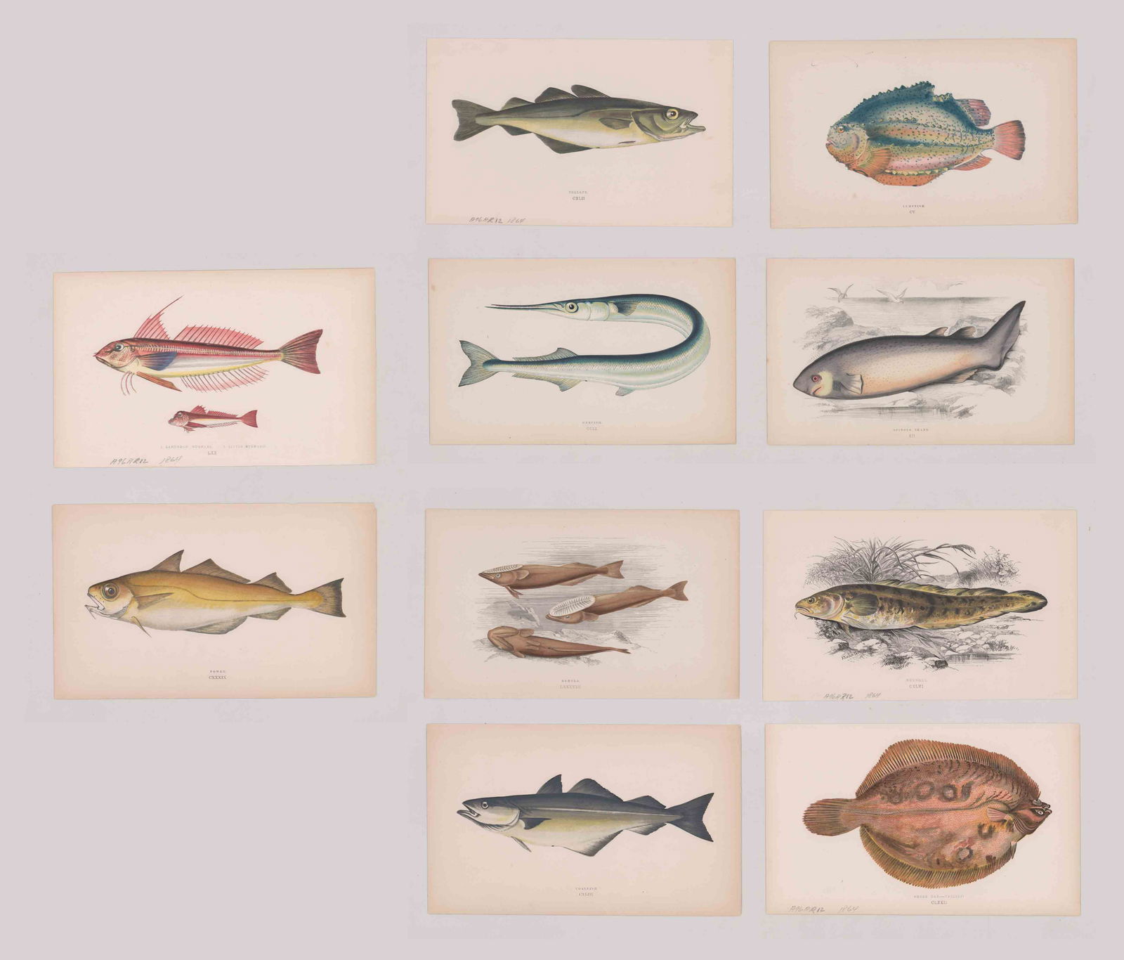 Jonathan Couch Lithographs [Fish] (1 of 4)