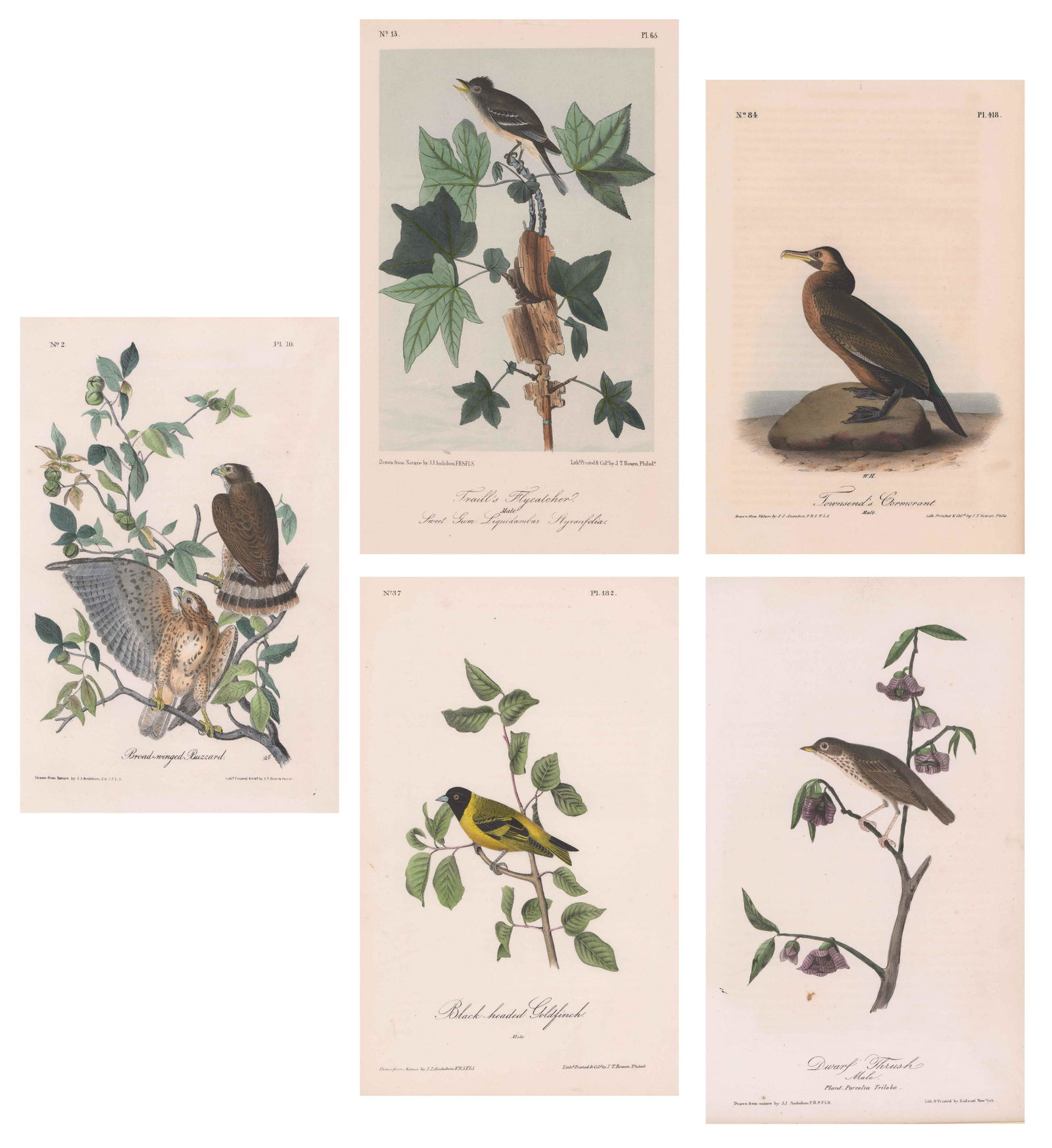 J.J. Audubon Prints [Birds] (1 of 11)