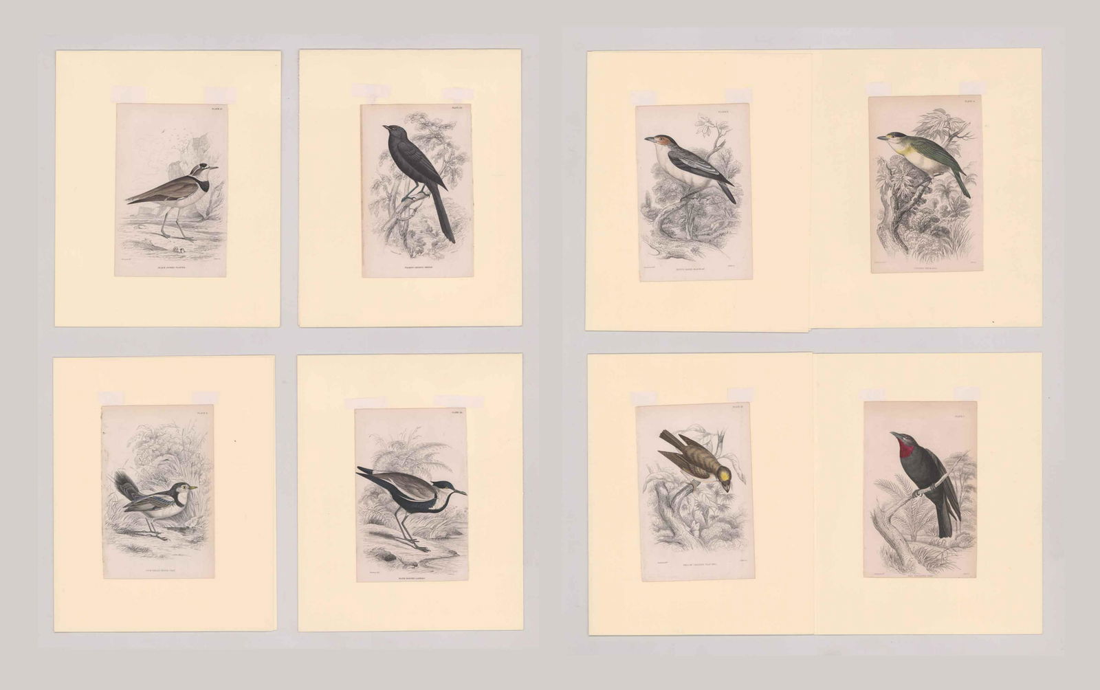 Lizars, Swainson, Jardine Prints [Birds] (1 of 3)