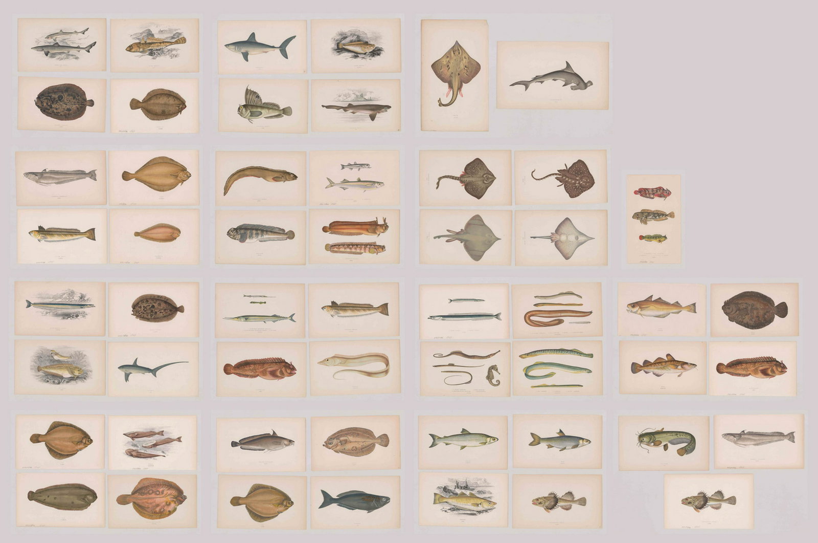 Jonathan Couch Prints [Fish] (1 of 20)