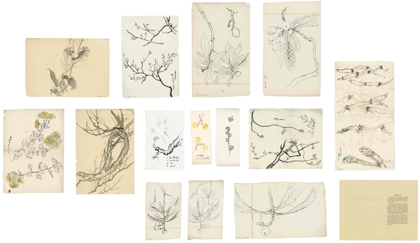 Shita-E Drawings, Samuel Newsom Collection [Japan]: Fourteen Shita-e ink drawings. This group of Shita-e were collected by Samuel Newsom during six years prior to World War II when he was in Japan. These Shita-e works are unusually impromptu, drawn fre