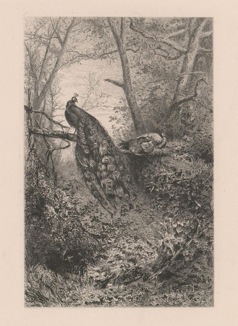 Karl Bodmer Etching/Drypoint [Peacocks] (1 of 4)