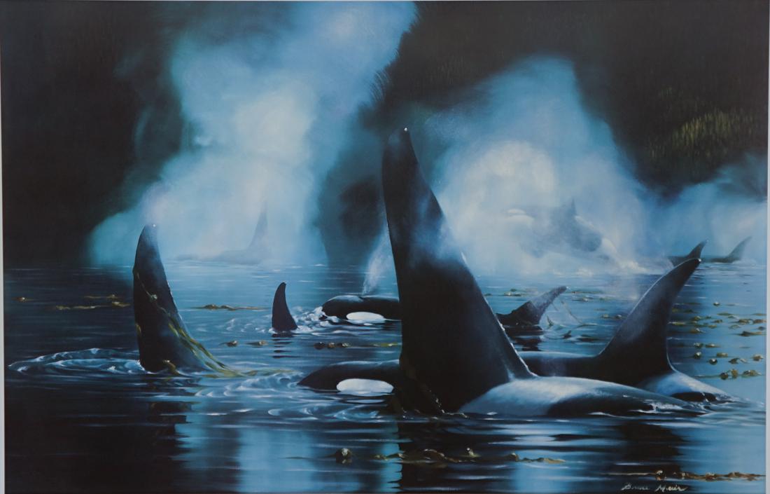 Bruce Muir Off-Set Lithograph [Whales, Orcas]: Bruce Muir (Canadian b. 1953) color off-set lithograph. Signed 'Bruce Muir' in pencil lower right. Also signed in plate lower right. Title 'Kingdom of the Orca' in pencil lower center. Numbered '435/5