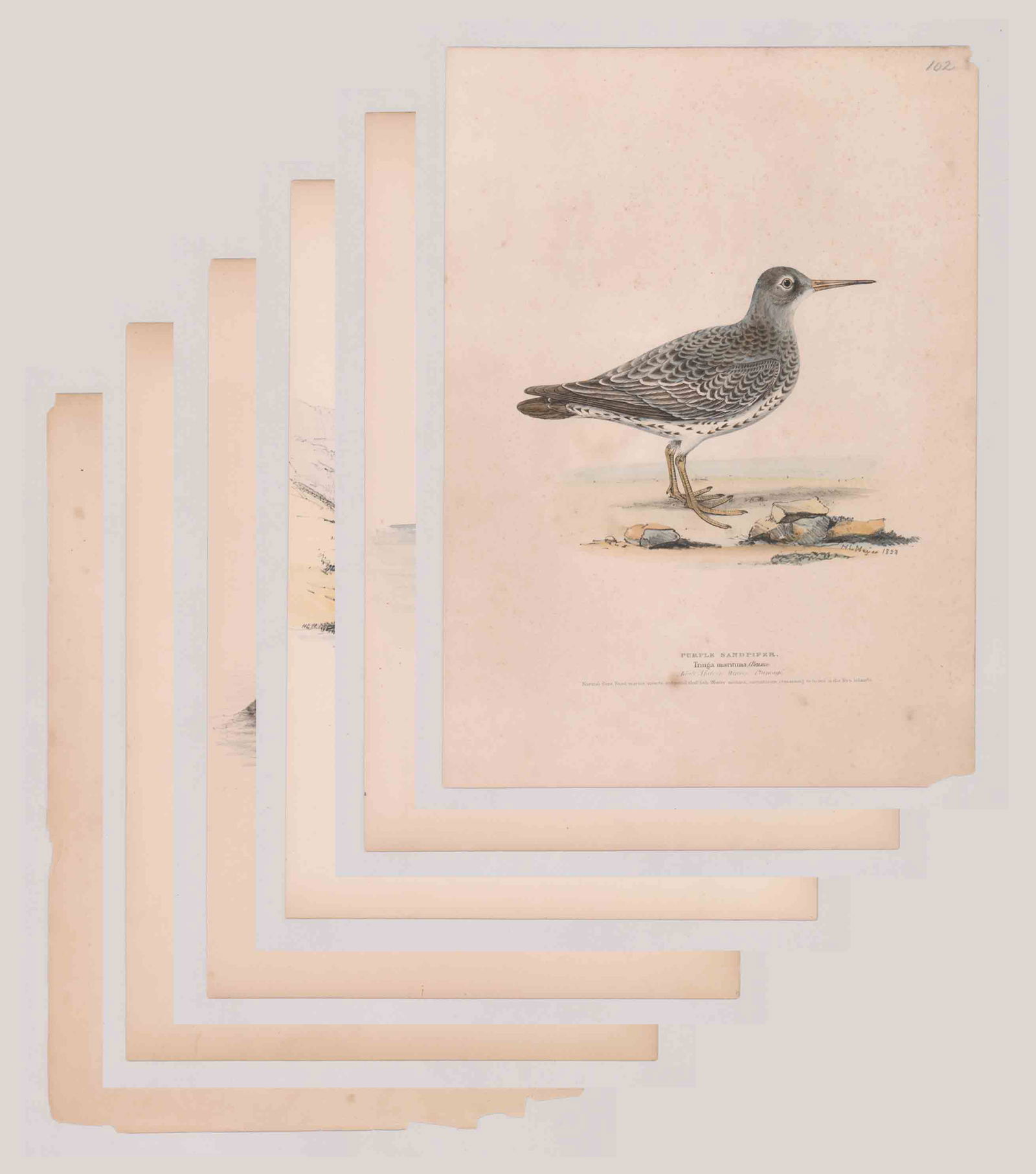 H. L. Meyer Bird Prints [Ornithology, Birds] (1 of 7)
