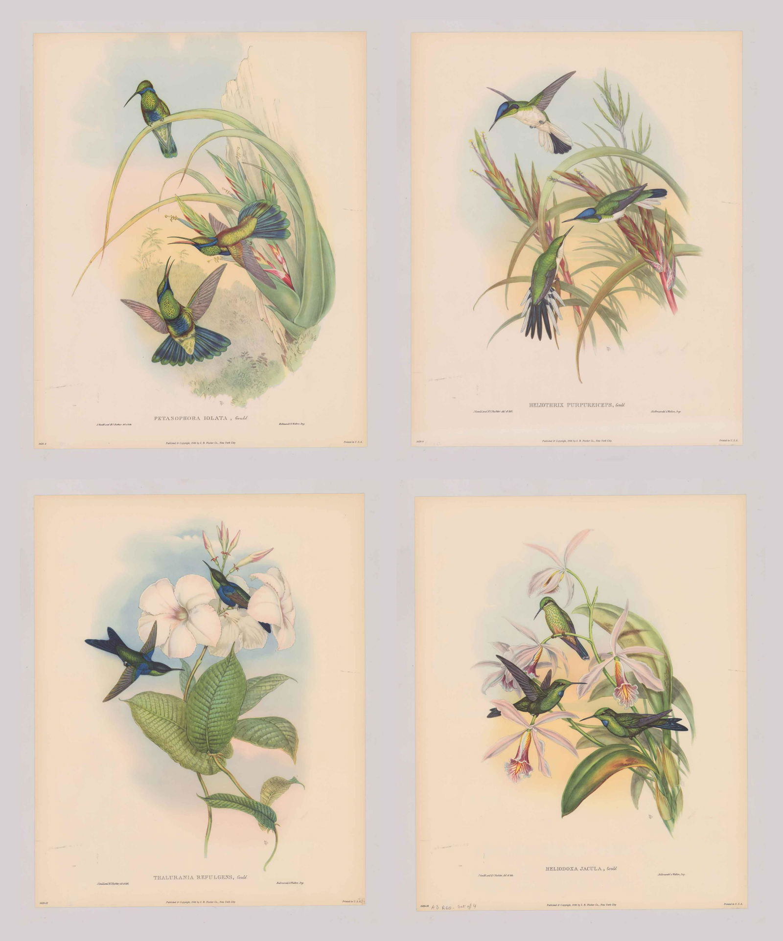 After John Gould Color Prints [Humming Birds] (1 of 5)