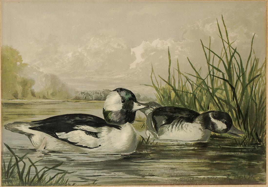 Alexander Pope, Jr. Chromolithograph [Ducks] (1 of 7)